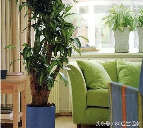 客廳植物 饶平